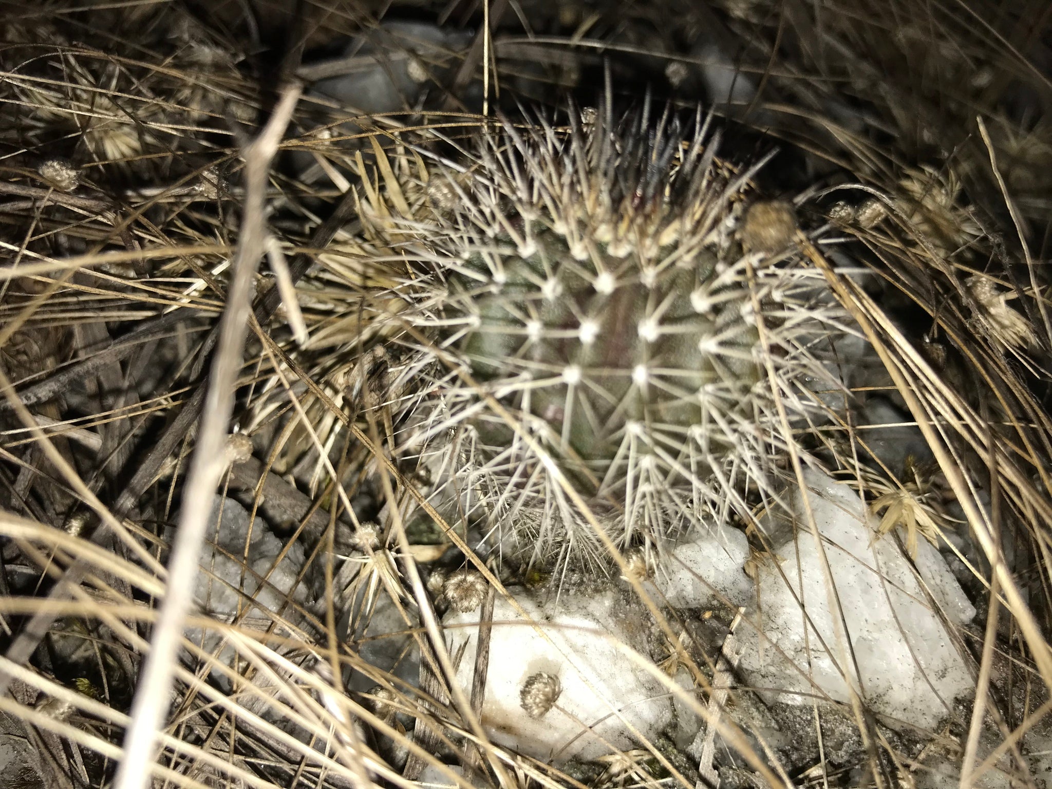 Uebelmannia pectinifera dans l'habitat