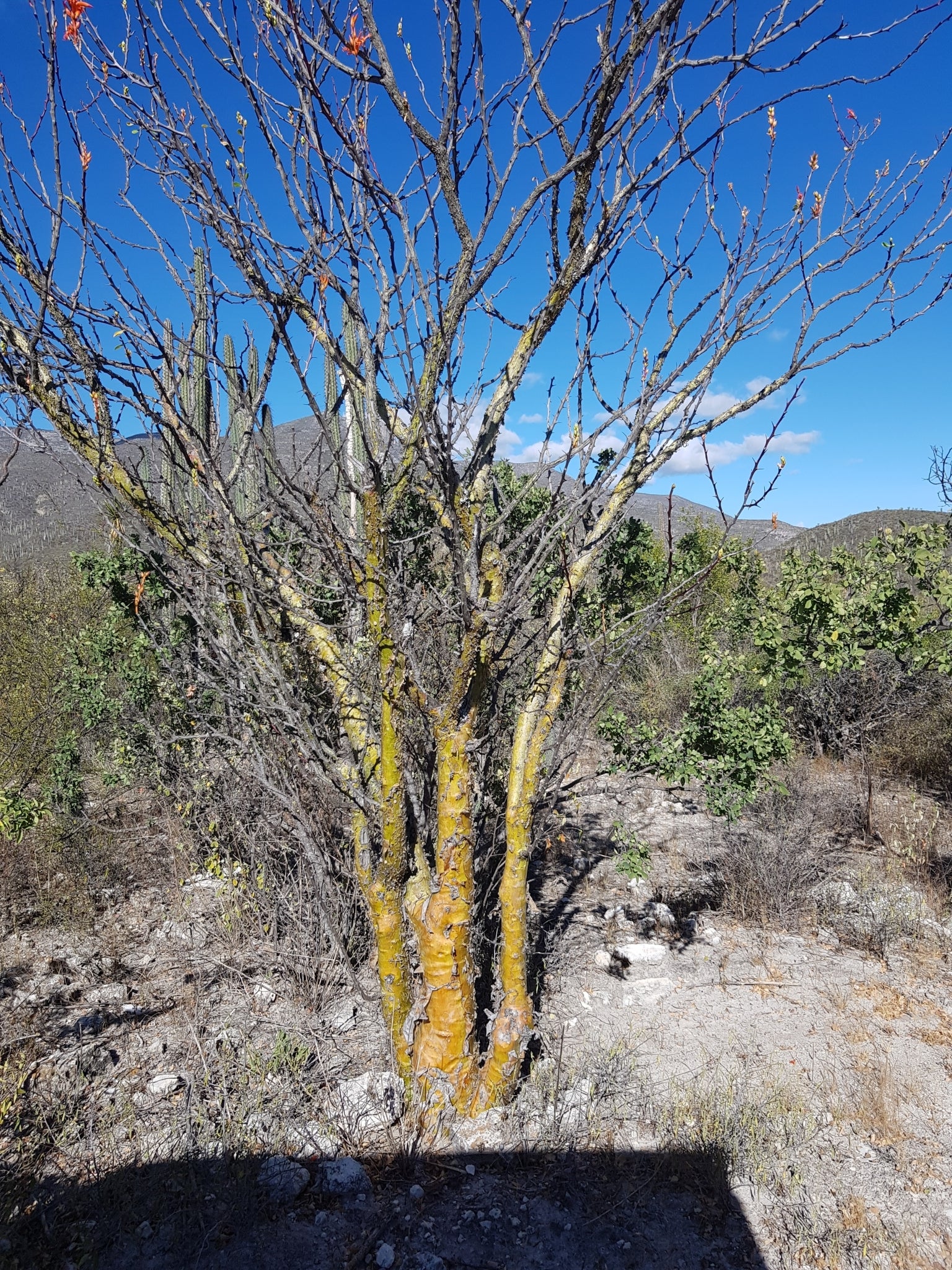 fouquieria formosa dans l'habitat 