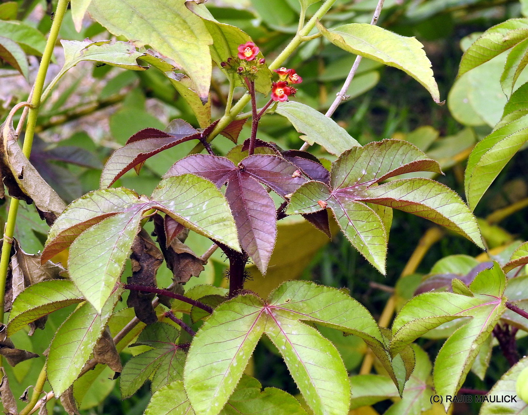 jatropha gossypiifolia dans l'habitat