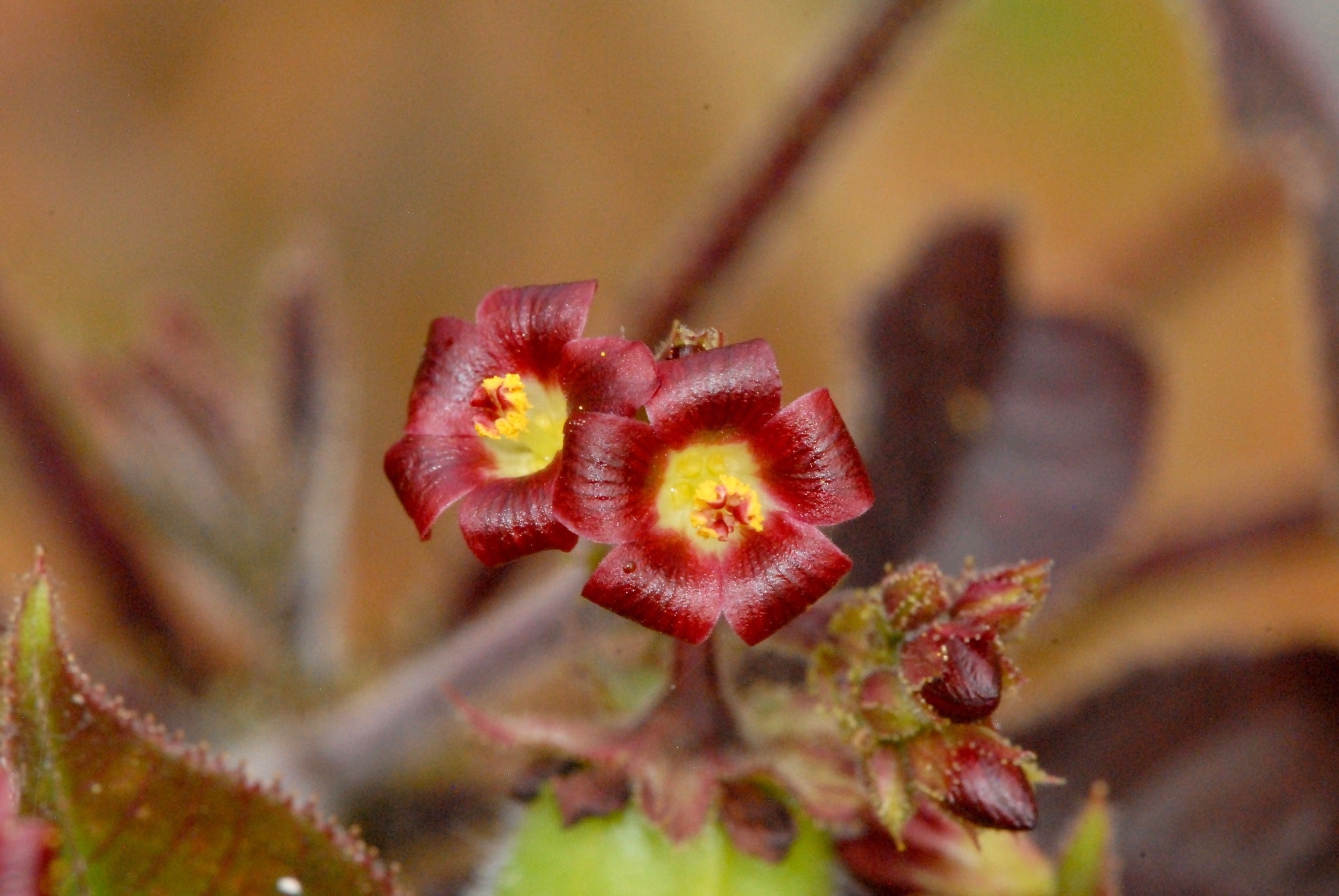 jatropha gossypiifolia dans l'habitat