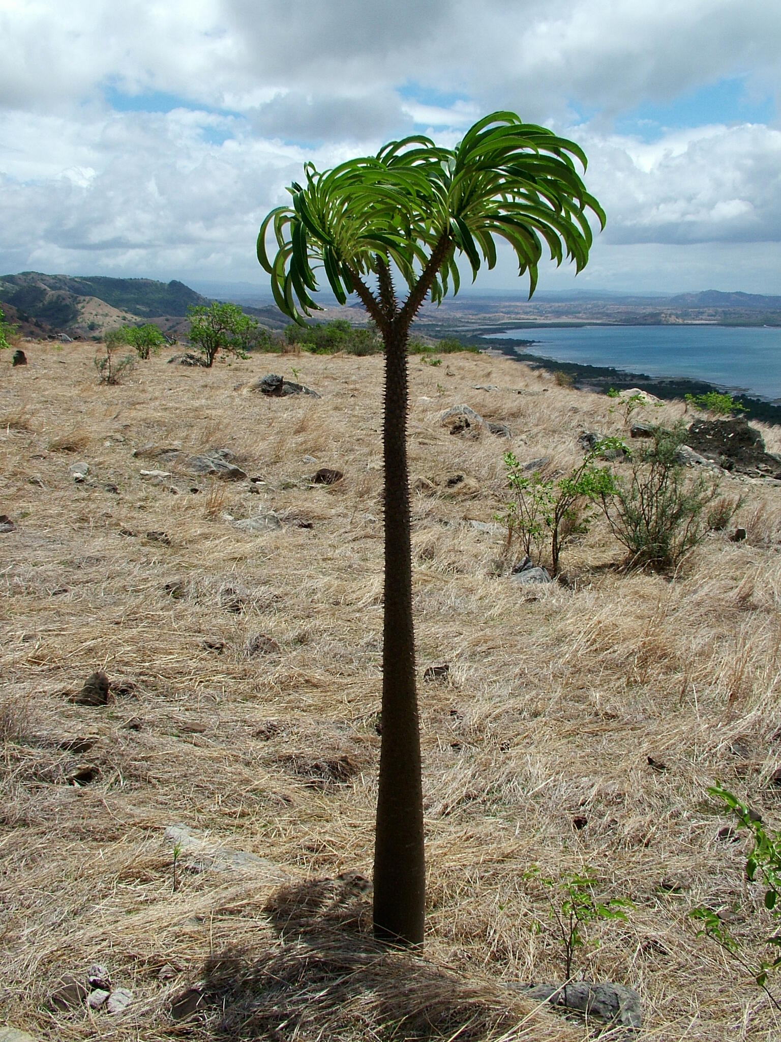 pachypodium rutenbergianum