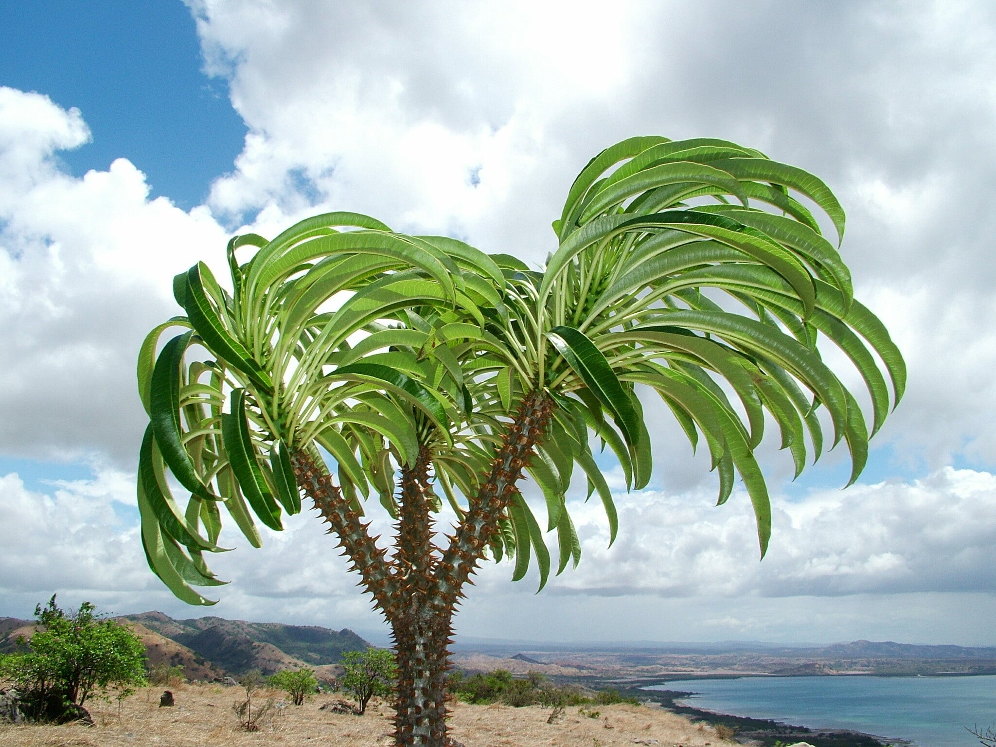 pachypodium rutenbergianum