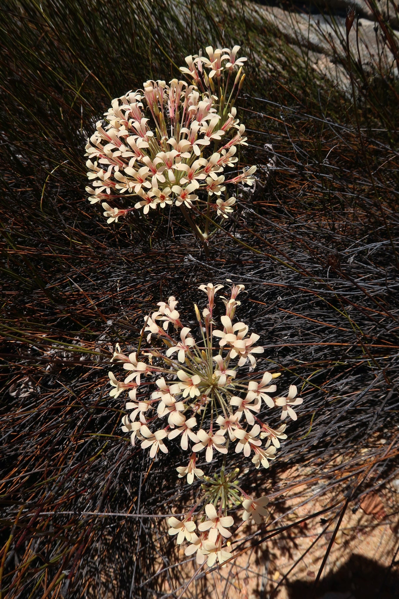 pelargonim sp