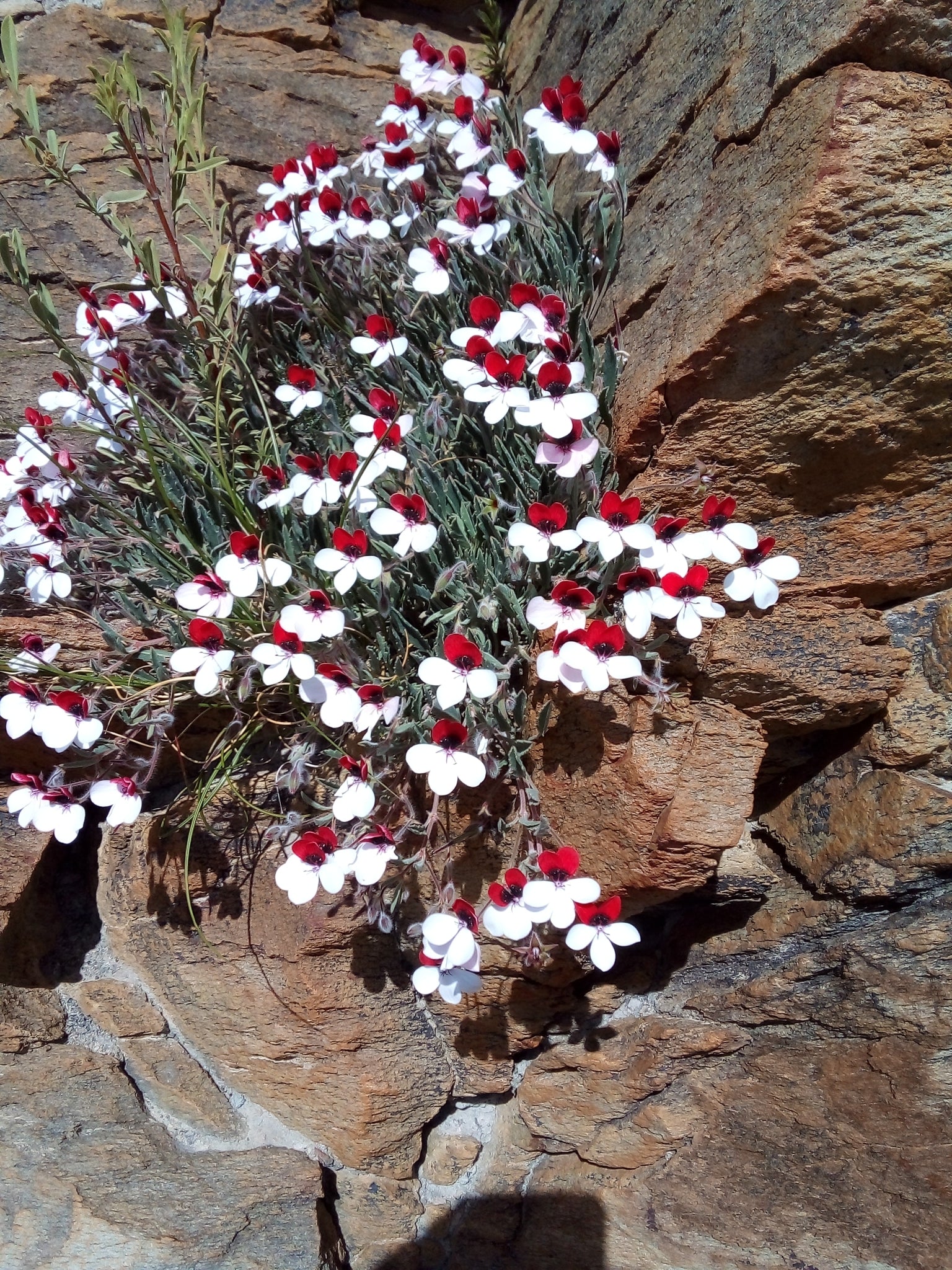 pelargonim sp