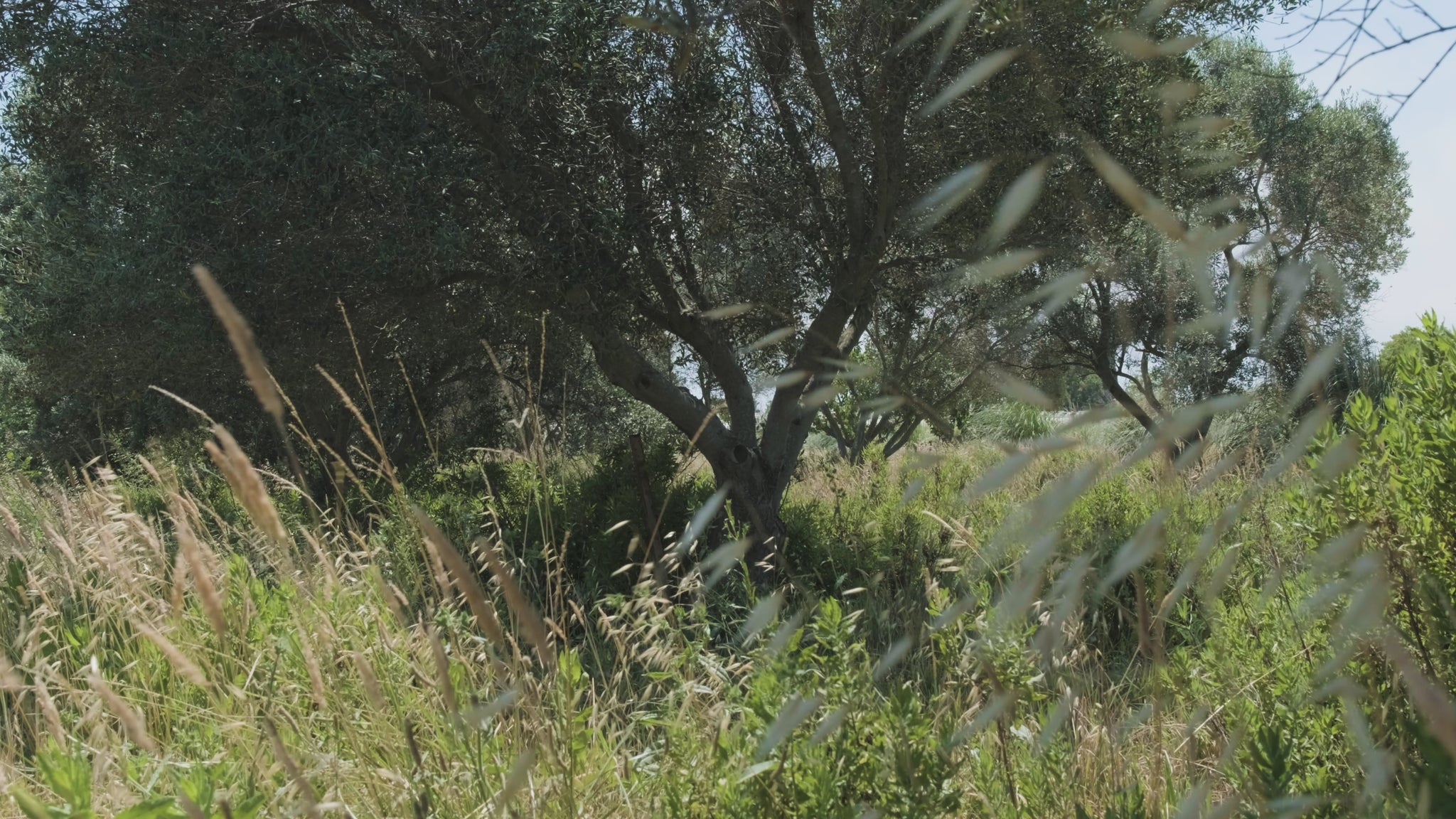 création de jardin méditerranéens à Marseille