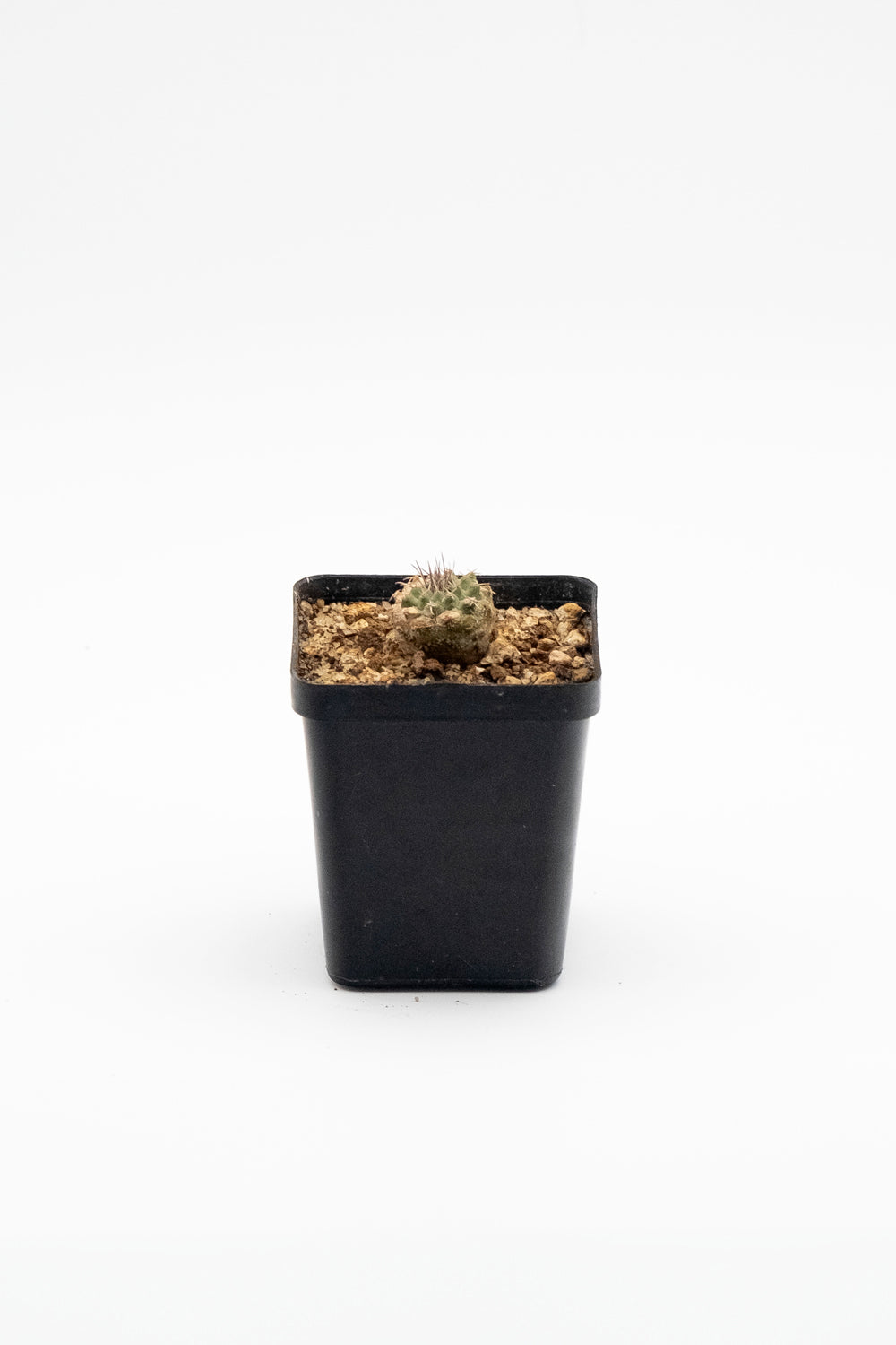 strombocactus corregidorae