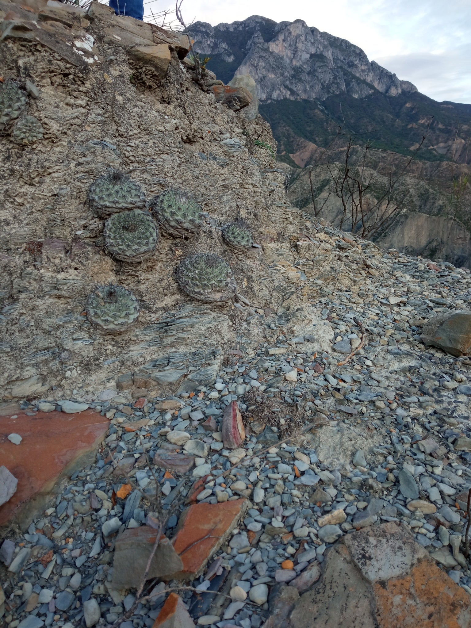 strombocactus corregidorae