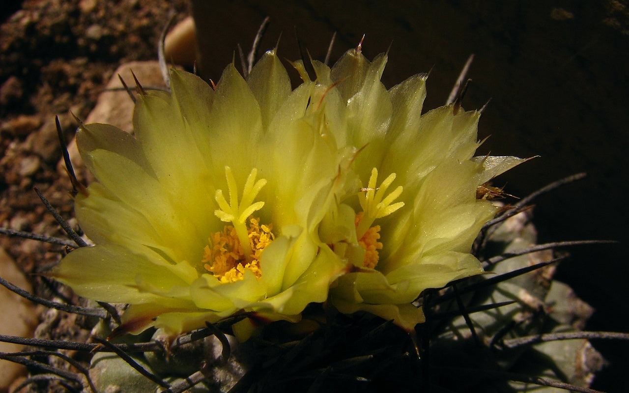 strombocactus corregidorae