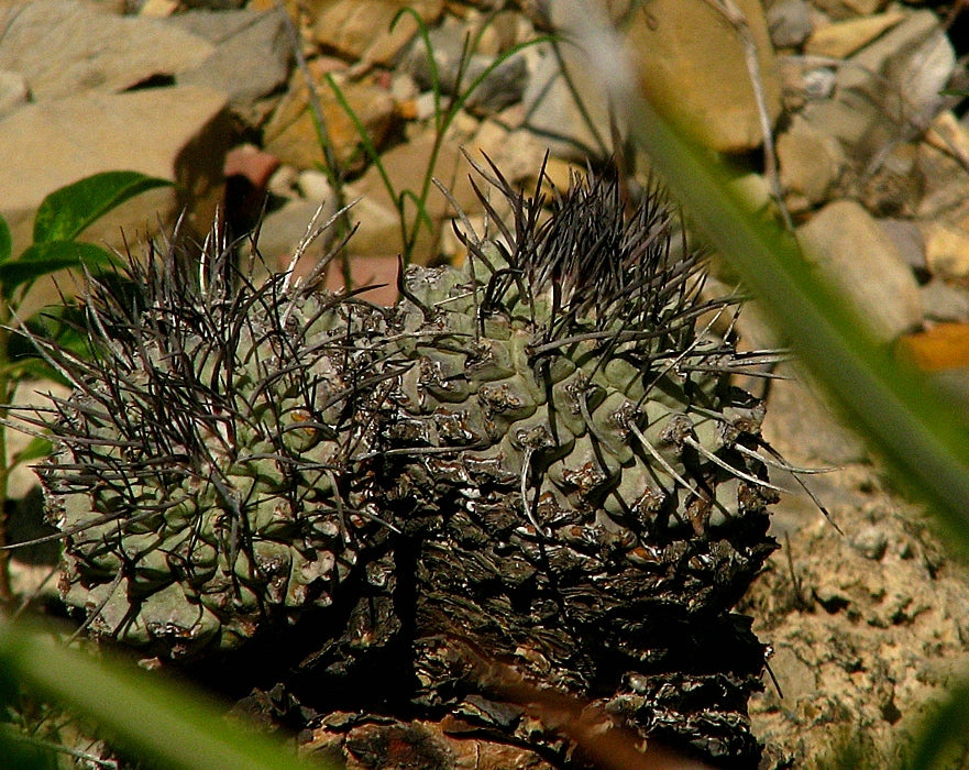 strombocactus corregidorae