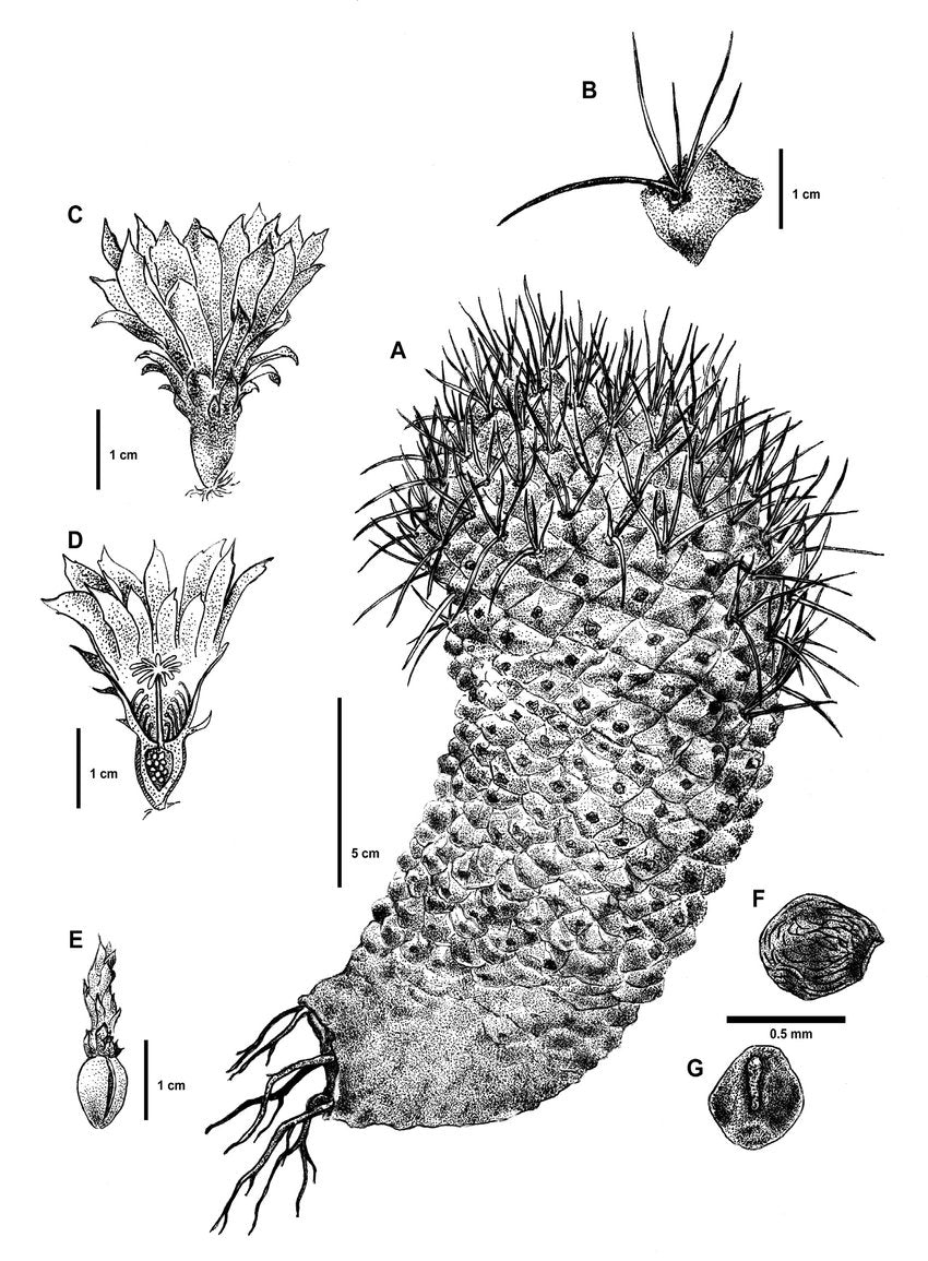 strombocactus corregidorae