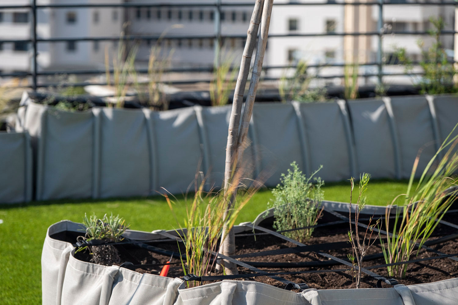 plantes méditerranéennes à Marseille