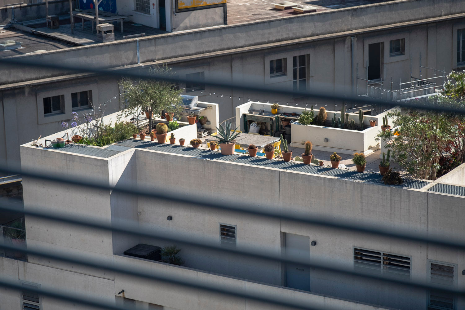 terrasse de plantes succulentes à Marseille