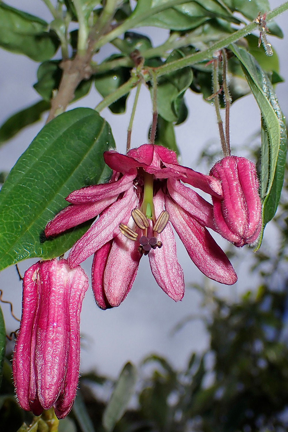 terreau plantes tropicales
