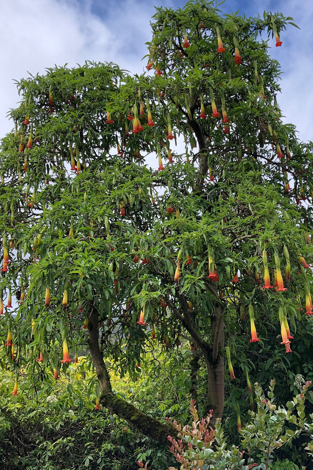 terreau plantes tropicales