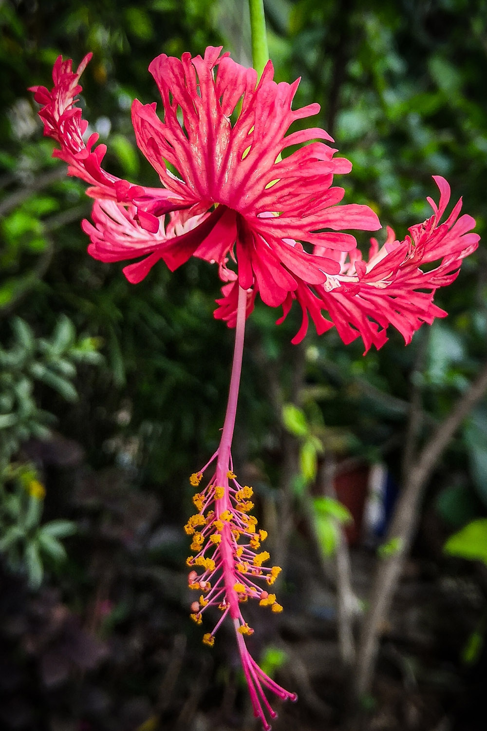 terreau plantes tropicales