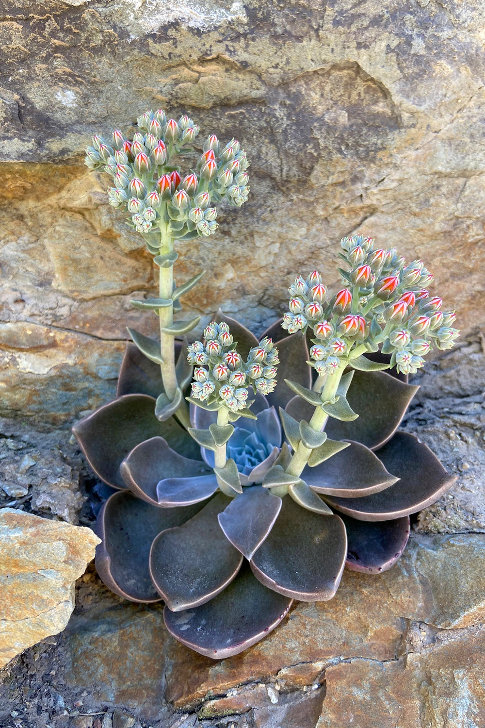 terreau succulentes