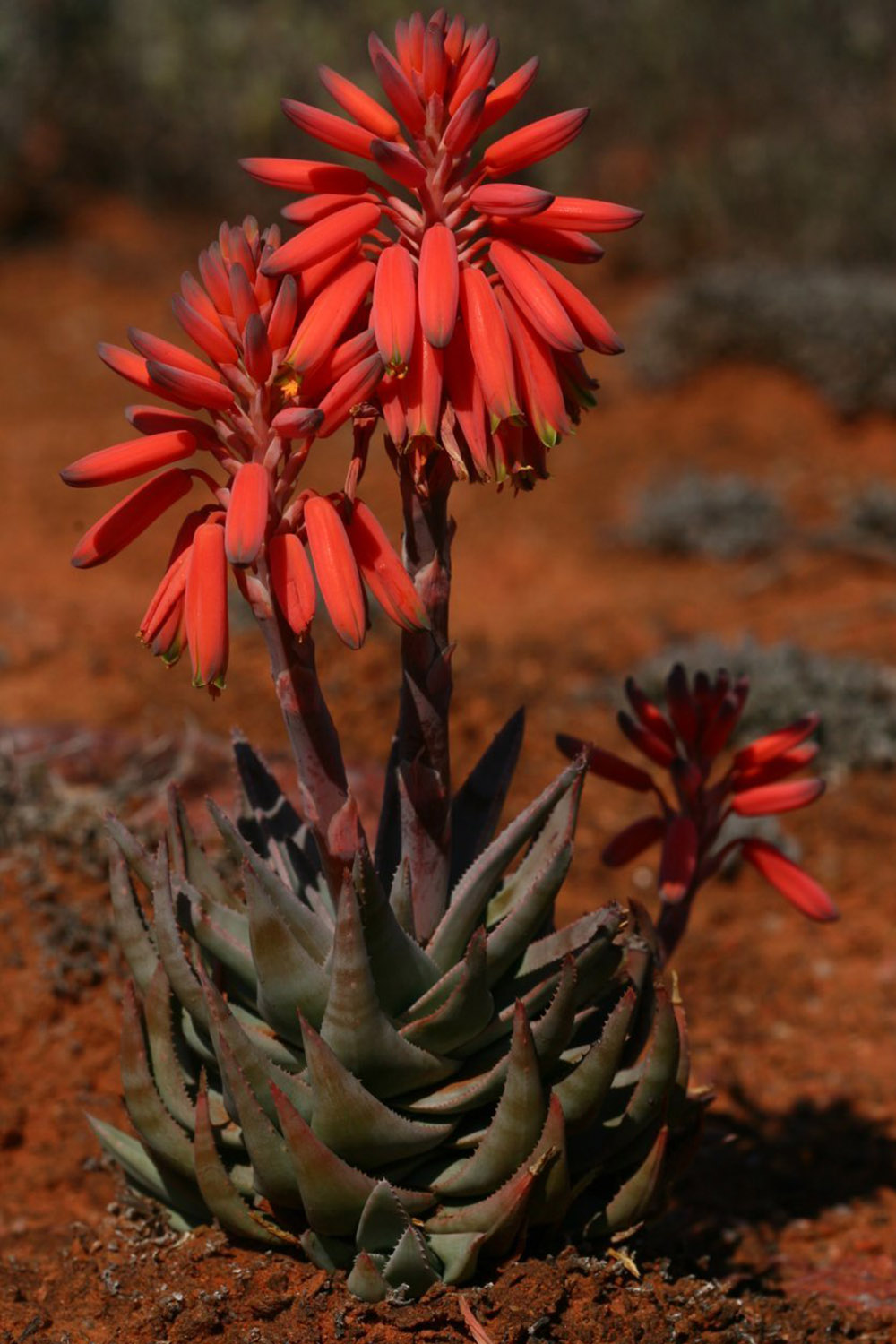 terreau succulentes