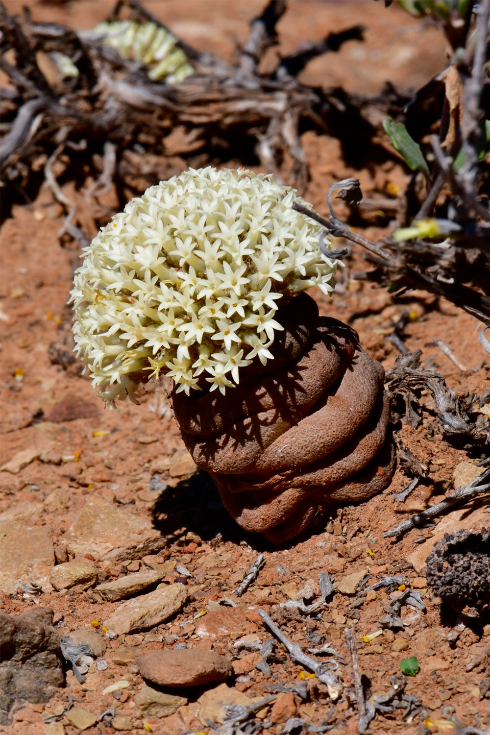 terreau succulentes