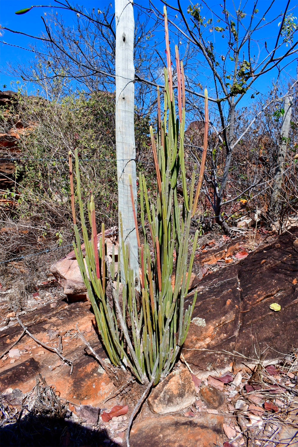 terreau succulentes