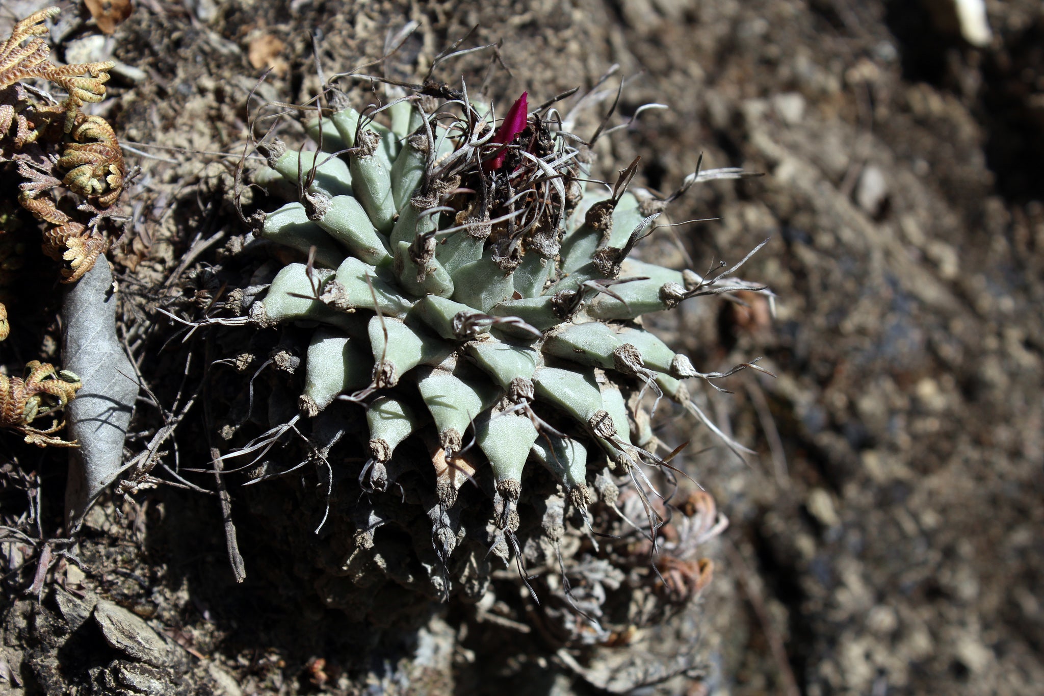 turbinicarpus alonsoi