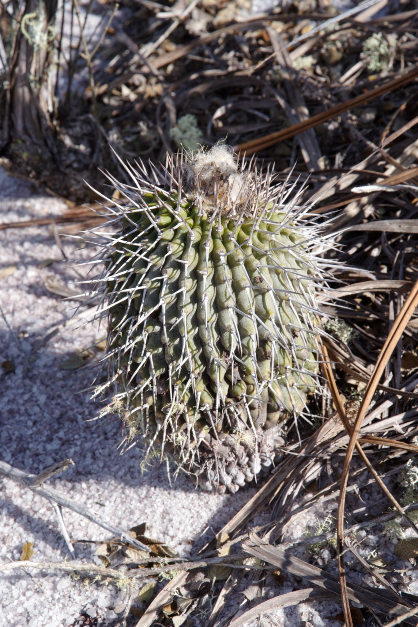 uebelmannia gummifera