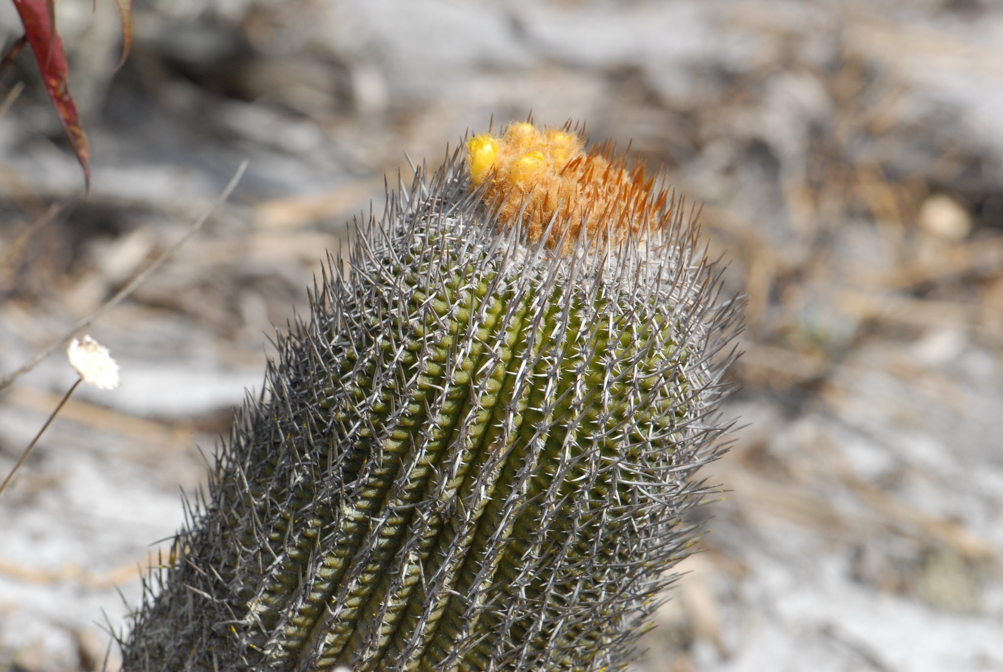 uebelmannia gummifera