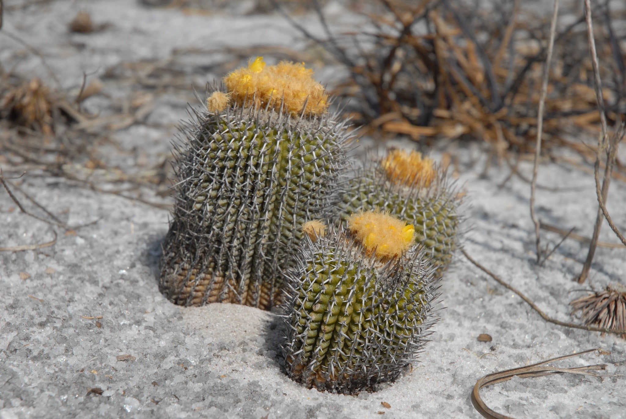 uebelmannia gummifera