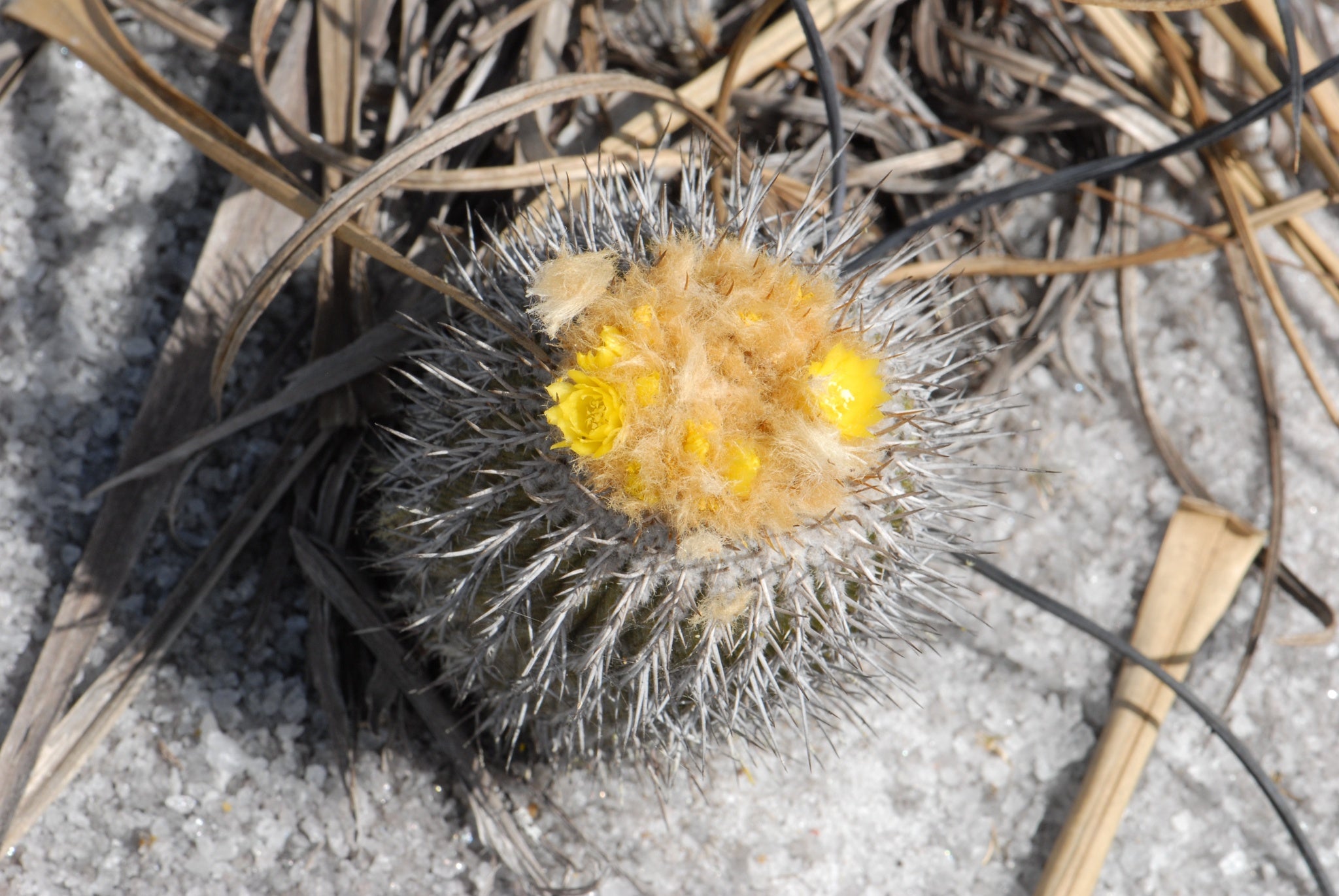 uebelmannia gummifera